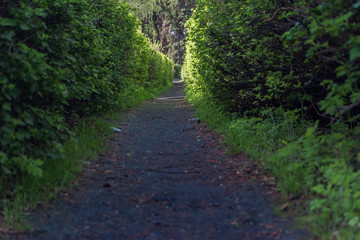 Fototapeta premium Path in the bushes