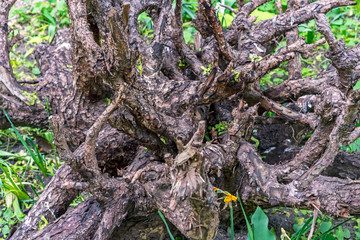 Snag in landscape design of the park. Old tree roots. Snag on the background of nature.
