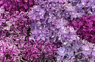 Obraz premium Blooming lilac. Background of flowers of lilac. Lilac different varieties and colors.