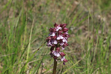 orchidée sauvage des Causse