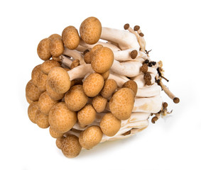 Fototapeta na wymiar shimeji mushrooms on white background.