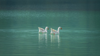 Pair of Geese on blue lake