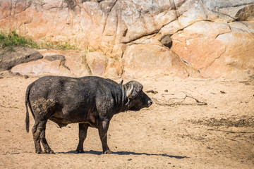 Fototapeta premium African buffalo in Kruger National park, South Africa
