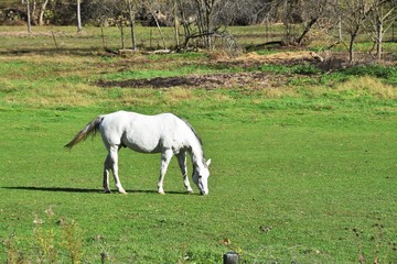 White Horse Grazing