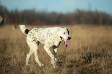 Portrait of Central Asian Shepherd Dog outdoor