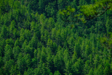Fototapeta na wymiar Evergreen forests in Bhutan