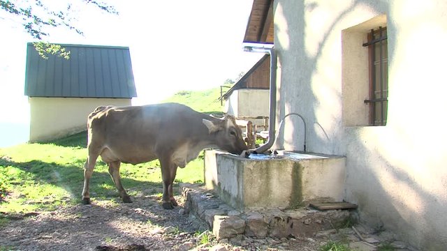 Cow drinks water from trough on mountain pasture. Sunny morning, cottage in background.