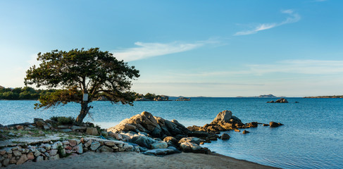 Baum am Strand von Golfo di Marinella