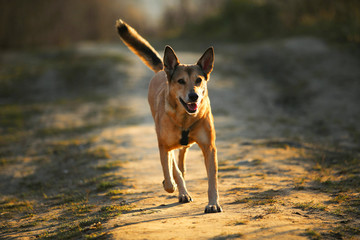 Portrait of happy red haired mongrel dog walking on sunny yellow field.