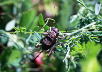 Cricket sits on the grass in strawberries, macro background