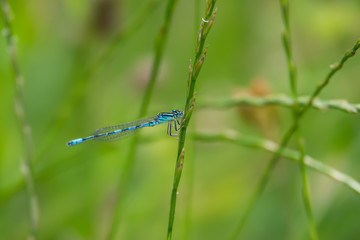 Dainty Damselfly in Springtime