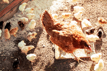 Chicken hen and little yellow chickens outdoors. Background farming, household.