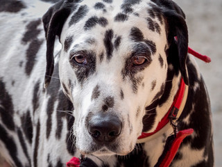 Beautiful portrait of Dalmatian dog with the lost look