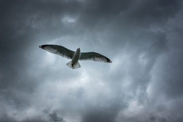 Herring Gull (Larus argentatus) in flight England UK