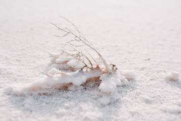 Fototapeta premium saline soil. Wood branch in salt. Saltland