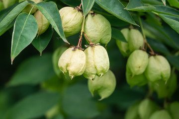 European Bladdernut Fruits in Springtime