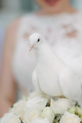 White dove in the hands of the bride. The bride holds a white dove in their hands.