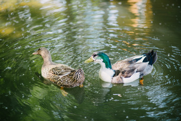 Ducks swim in the lake close up