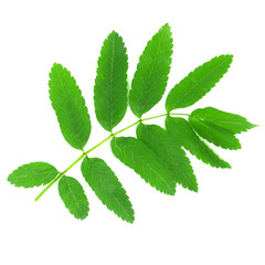 Green rowan leaves isolated on white background