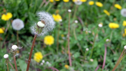 Close up of a white dandelion stalk with half of the seeds blown away.