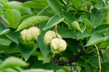 European Bladdernut Fruits in Springtime