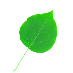 Obraz premium Green leaves isolated on white background