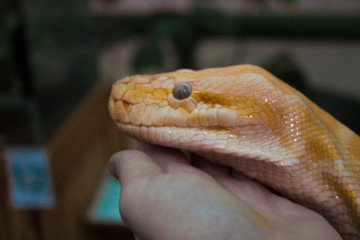 Yellow snake in zoo