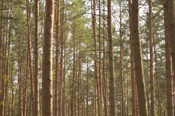 Pine trees in woodland
