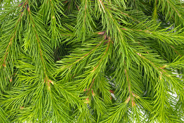 Fototapeta premium Spruce branch isolated on white background. Green fir. Christmas Tree Branches texture close up