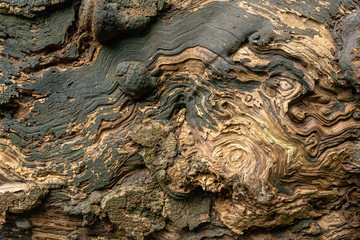 Woodlouse on a gnarled dead log