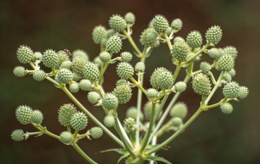 Green spiky plant