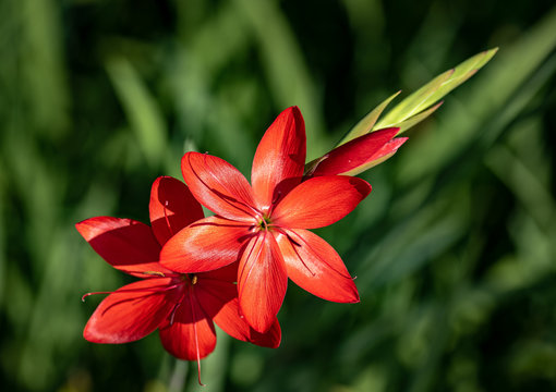 Red kaffir Lily flower (schizostylis coccinea)