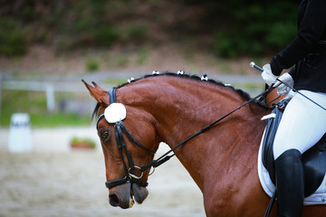 Dressage horse in a dressage competition closeup..