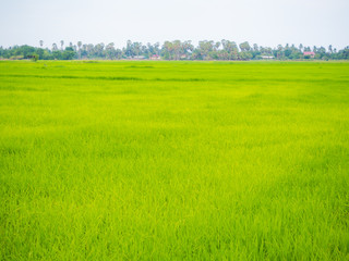 Obraz premium Green rice plantation field asia farmland