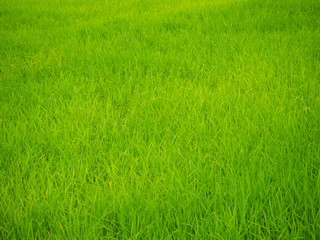 Green rice plantation field asia farmland