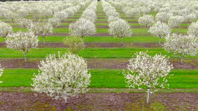 Aerial view of Scenic Wisconsin cherry orchard, trees blossoming, Door County, Wisconsin.