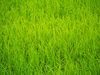 Green rice plantation field asia farmland
