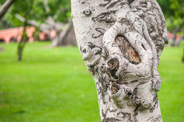 Trunk texture closeup in park.