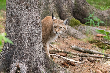 Luchs Blick