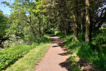 Fototapeta na wymiar Fairy Glen Footpaths that Run Through Scottlands Forrest Paths.