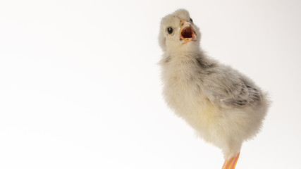 Obraz premium Small white little chicken on white background.
