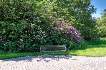 A Welcome Bench Seat below Rhododendron Bushes in a Scottish Country Walk through the Park
