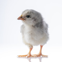 Small white little chicken on white background.