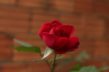 rose