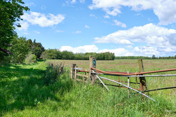 Looking Over a Broken gate to Ayrshire Fields in Scotland.