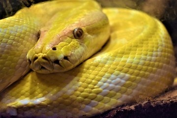 Close Up Bermese Python