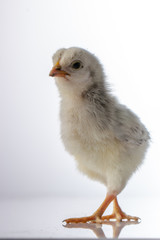 Small white little chicken on white background.