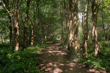 Scottish Forrest Walks in Summer Throught the Magical Scottish F