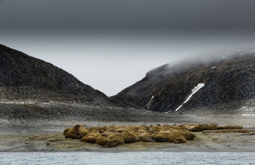 A colony of walrus (odobenus rosmarus) are hauled out on a rocky shoreline with a moody sky and...