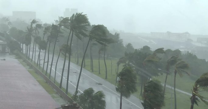 Hurricane Winds Blow Palm Trees - Megi